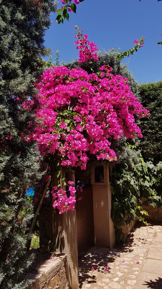 Bougainvilliers