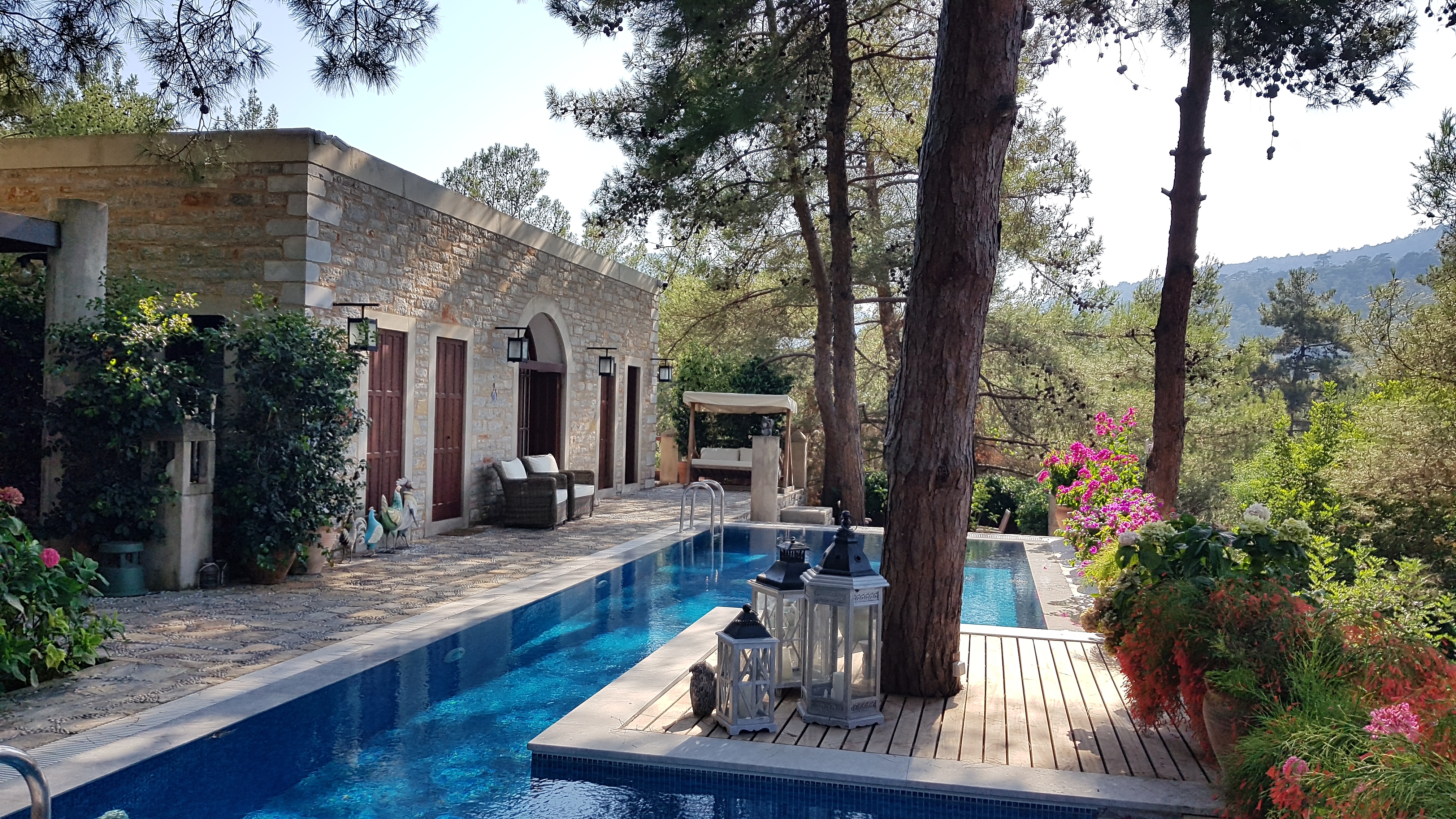 la piscine et l'arbre