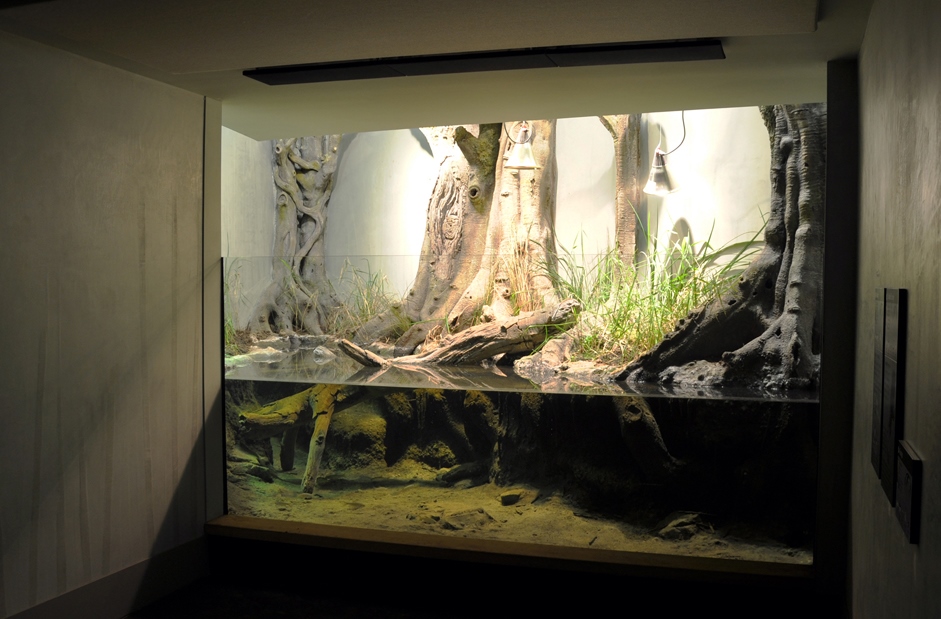 Vivarium grand rocher cistude