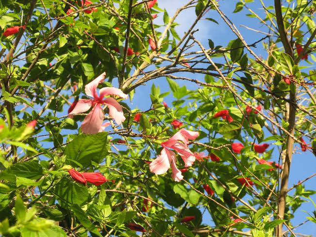 Hibiscus arborescent de Hawaï