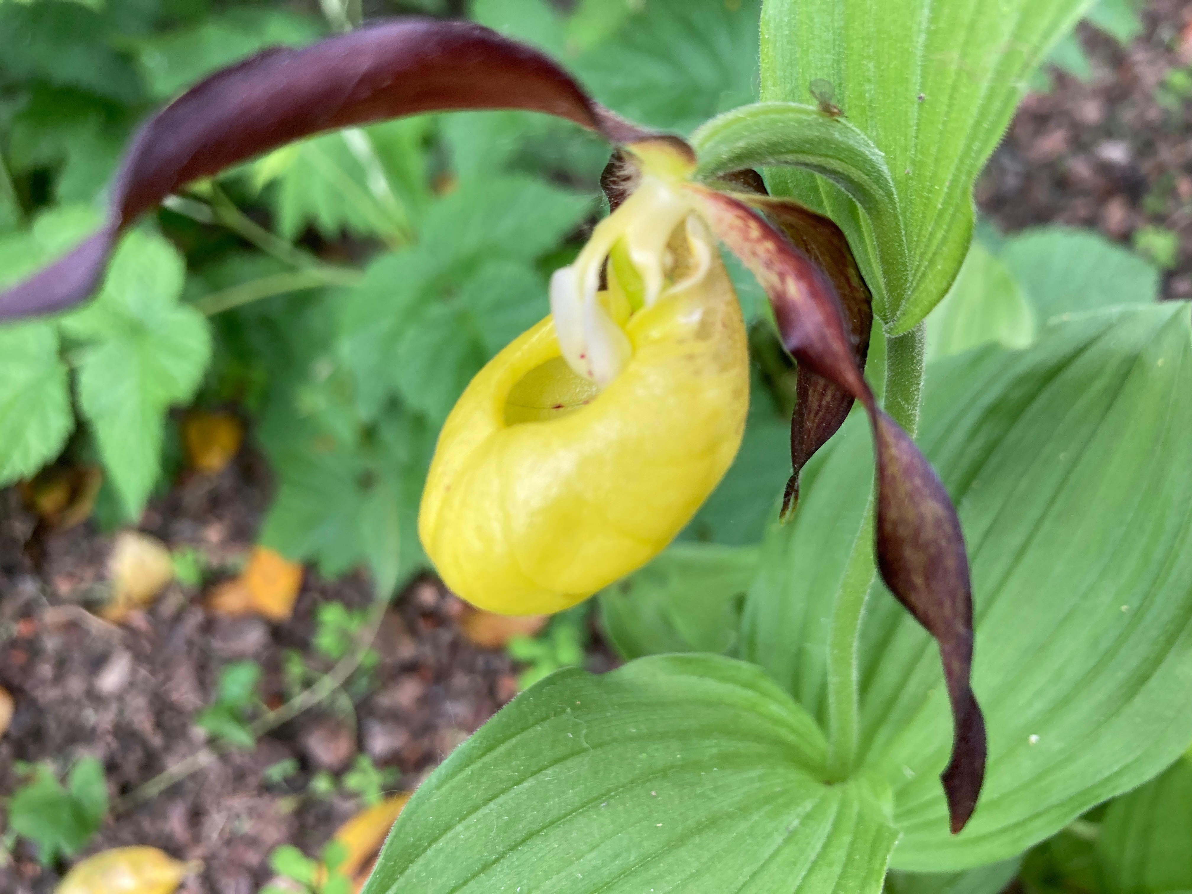 Orchidée sauvage