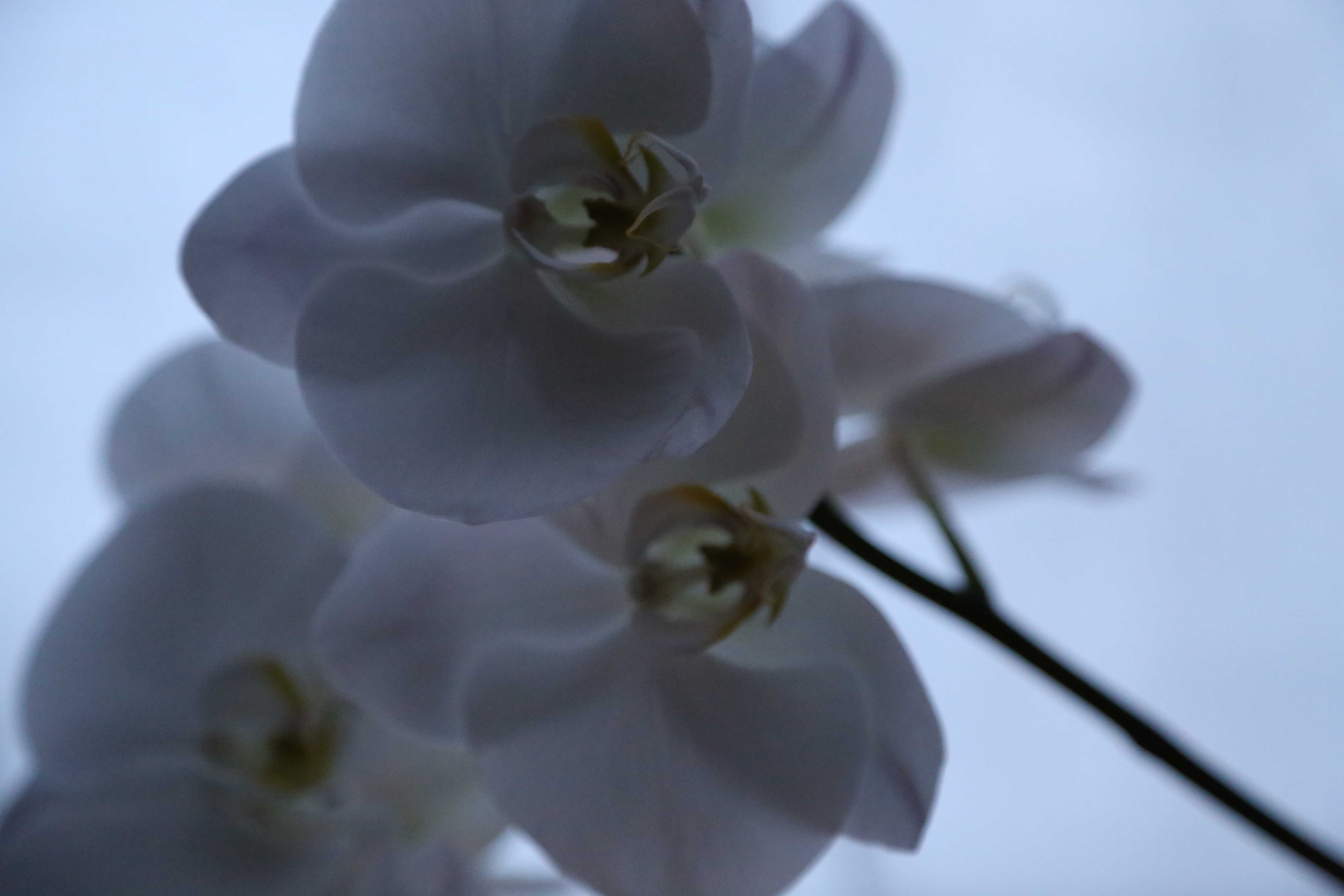 Orchidée