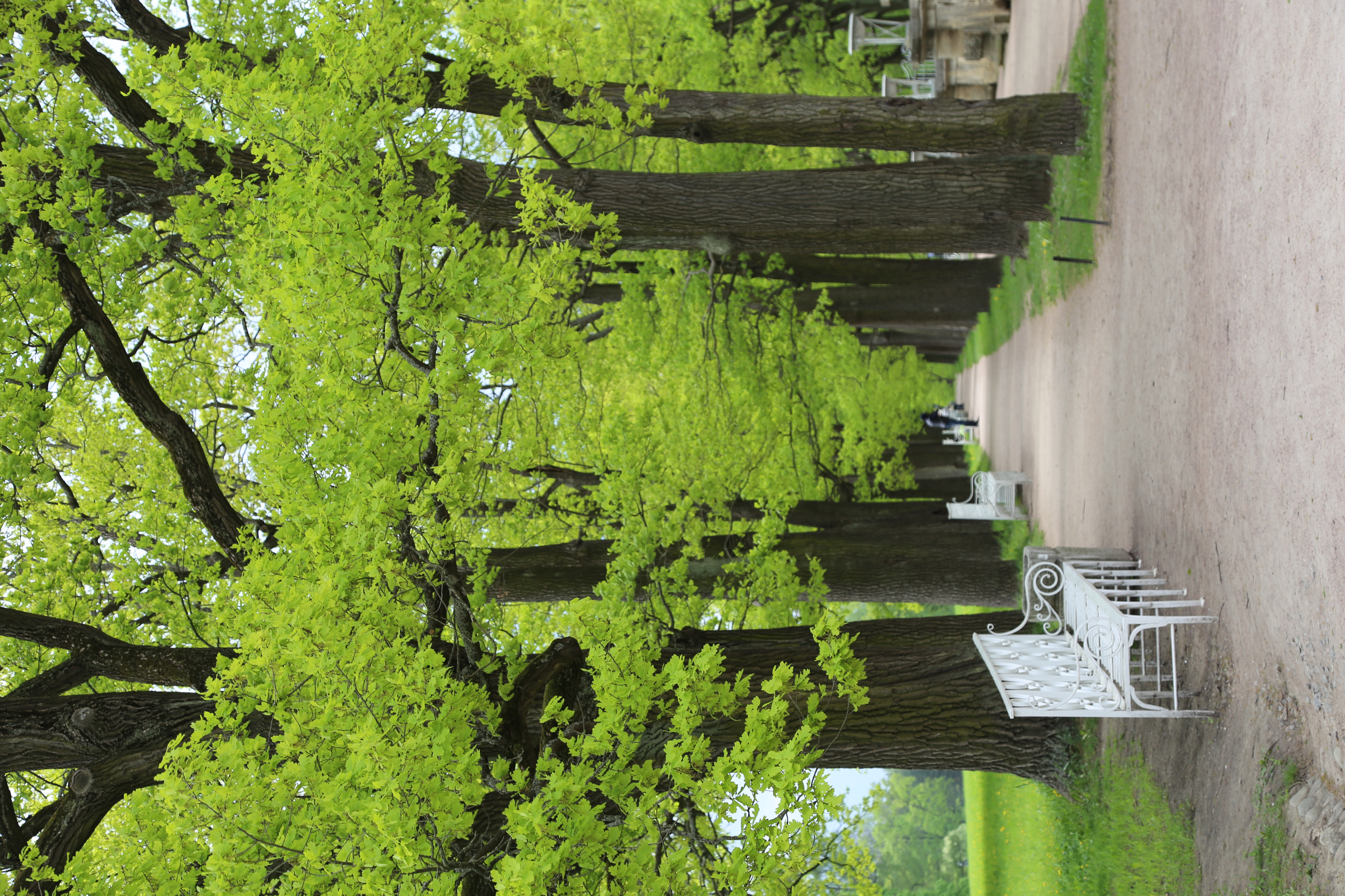 Allée du jardin