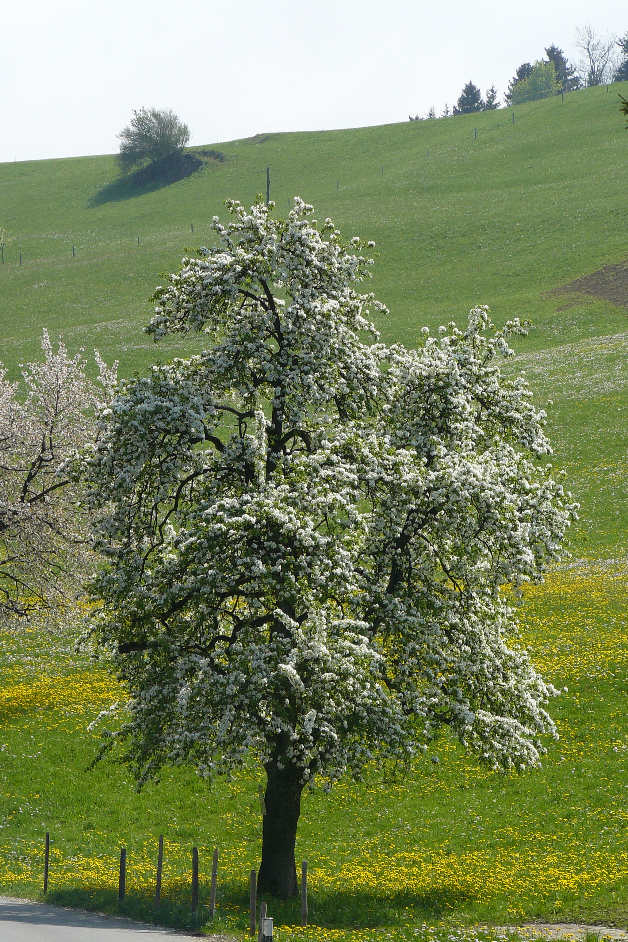 L'arbre