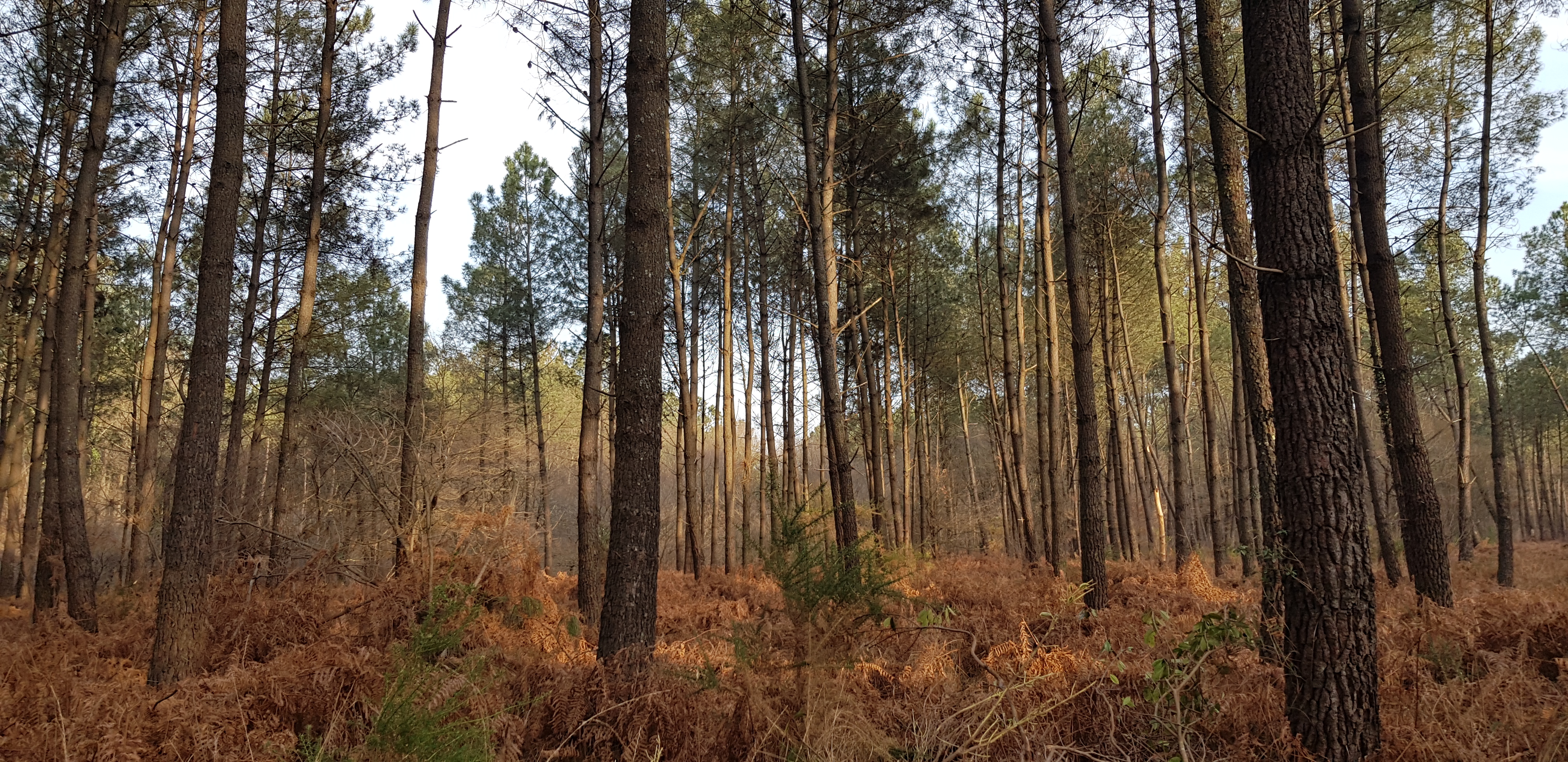 humer les forêts