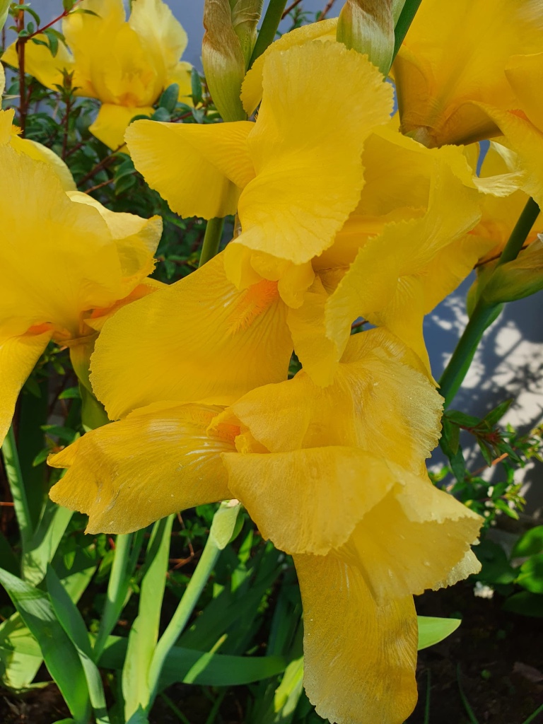 Iris