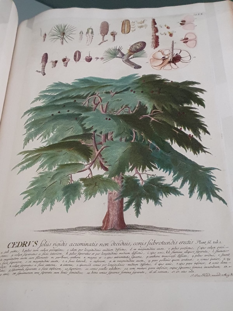 Le cédre