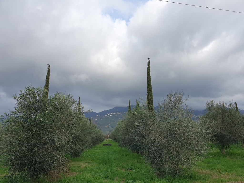 Azienda agricola Paradis