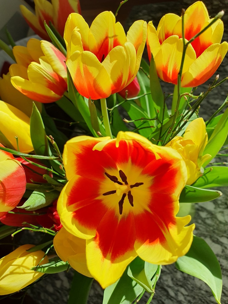 Tulipes